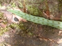 Polypodiaceae - Lepisorus thunbergianus 