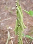 Fabaceae - Crotalaria perrottetii 