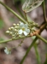Euphorbiaceae - Aleurites moluccanus 