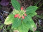 Euphorbiaceae - Euphorbia cyathophora 
