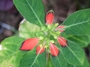 Euphorbiaceae - Euphorbia cyathophora 