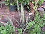 Asparagaceae - Dracaena trifasciata 