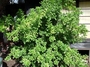 Meliaceae - Aglaia odorata 