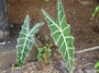 Araceae - Alocasia sanderiana 