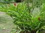 Zingiberaceae - Alpinia purpurata 