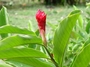 Zingiberaceae - Alpinia purpurata 