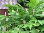 Zingiberaceae - Alpinia purpurata 
