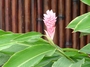 Zingiberaceae - Alpinia purpurata 