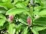 Zingiberaceae - Alpinia purpurata 