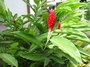 Zingiberaceae - Alpinia purpurata 