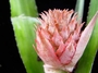 Bromeliaceae - Ananas comosus 