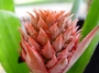 Bromeliaceae - Ananas comosus 