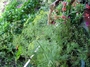 Apiaceae - Anethum graveolens 