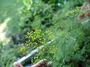 Apiaceae - Anethum graveolens 