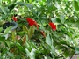Araceae - Anthurium x ferrierense 