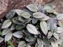 Acanthaceae - Strobilanthes alternata 