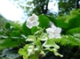 Solanaceae - Nicotiana fatuhivensis 