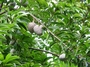 Annonaceae - Annona reticulata 