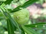 Apocynaceae - Asclepias physocarpa 