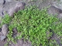 Plantaginaceae - Bacopa monnieri 