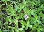 Plantaginaceae - Bacopa monnieri 