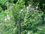 Acanthaceae - Thunbergia erecta 