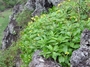 Asteraceae - Bidens polycephala 