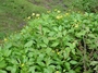 Asteraceae - Bidens polycephala 