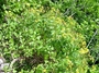 Asteraceae - Bidens polycephala 