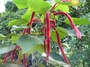 Euphorbiaceae - Acalypha hispida 