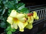 Apocynaceae - Allamanda cathartica 'Hendersonii' 