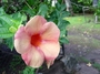 Apocynaceae - Allamanda blanchetii 