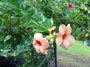 Apocynaceae - Allamanda blanchetii 