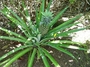 Bromeliaceae - Ananas comosus 