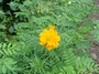 Asteraceae - Cosmos sulphureus 