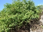 Cordiaceae - Cordia lutea 