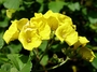 Cordiaceae - Cordia lutea 