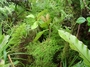 Gesneriaceae - Cyrtandra jonesii 