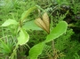 Gesneriaceae - Cyrtandra jonesii 