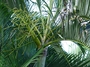 Arecaceae - Dypsis lutescens 