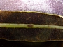 Dryopteridaceae - Elaphoglossum marquisearum 