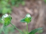 Asteraceae - Elephantopus mollis 