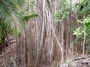 Moraceae - Ficus prolixa var. prolixa 