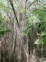 Moraceae - Ficus prolixa var. prolixa 