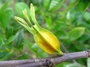 Rubiaceae - Gardenia augusta 