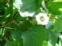 Malvaceae - Gossypium hirsutum var. taitense 