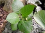 Rubiaceae - Guettarda speciosa 