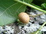 Rubiaceae - Guettarda speciosa 