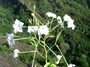 Solanaceae - Nicotiana fatuhivensis 