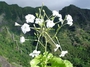 Solanaceae - Nicotiana fatuhivensis 